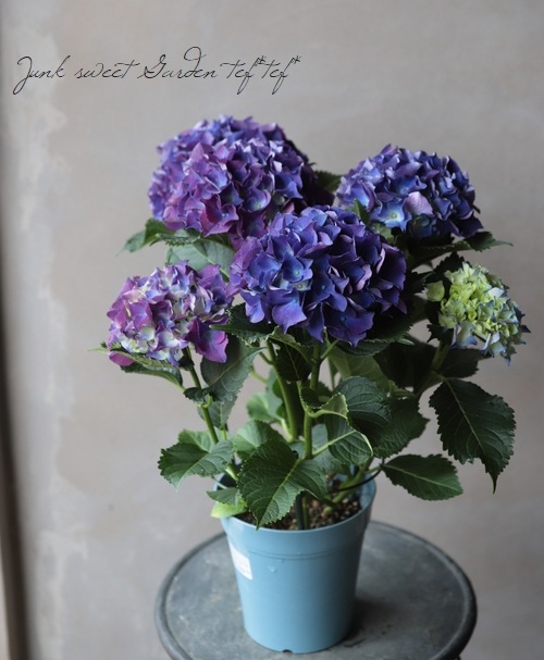ハイドランジア 紫陽花 『パープルビューティー』 | Flower Species