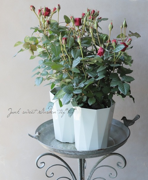 ローズねーさん バラ苗・ガーデンローズ 『スウィートマザー』 スウィートラブオブ