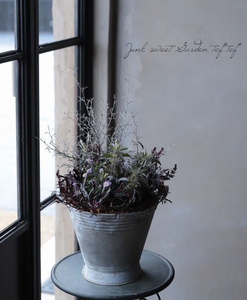 親株 フローレンシアエ 親株現物販売 予約販売【自分で作る寄せ植えセット】セロシア スマートルックと