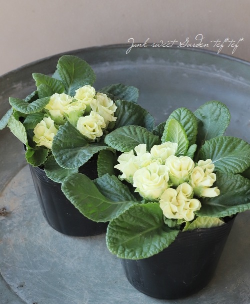 Ȭ�ź餭�ץ��顡�إ���֥饤�ɡ١�����