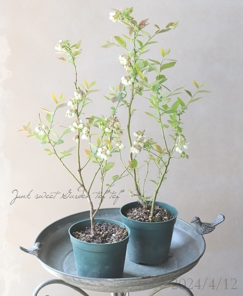 �֥롼�٥꡼����ӥåȥ����� �إ����ꥢ��