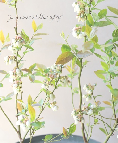 �֥롼�٥꡼����ӥåȥ����� �إ����ꥢ��