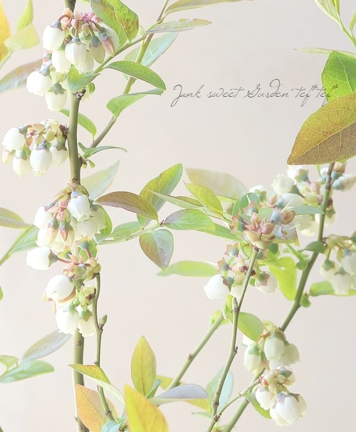 �֥롼�٥꡼����ӥåȥ����� �إ����ꥢ��