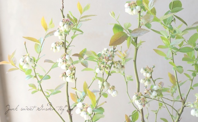 �֥롼�٥꡼����ӥåȥ����� �إ����ꥢ��