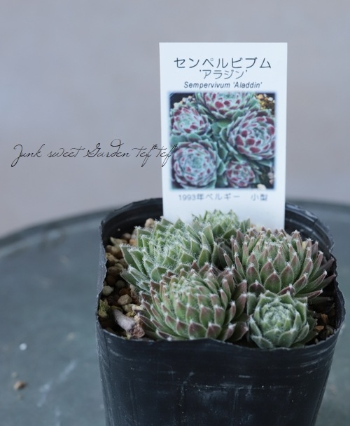 多肉植物】センペルビウム『アラジン』 | Leaf Species,多肉植物