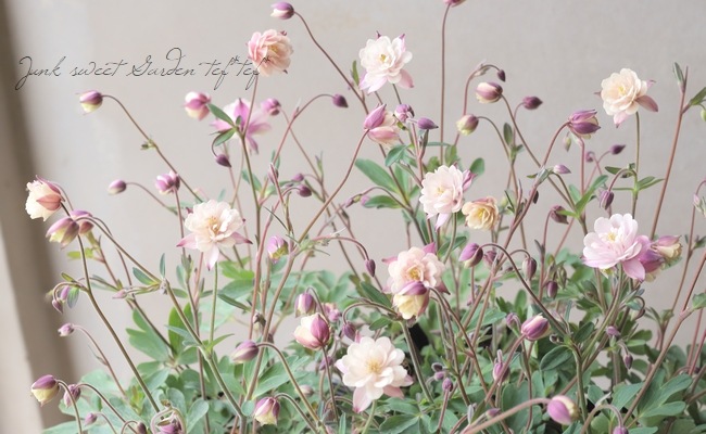 ��LUXURY SELECTION��tef*tef*���ꥸ�ʥ롪Ȭ�ź餭�����ޥ����إ��饷���륻�ԥ��� 2ǯʪ���