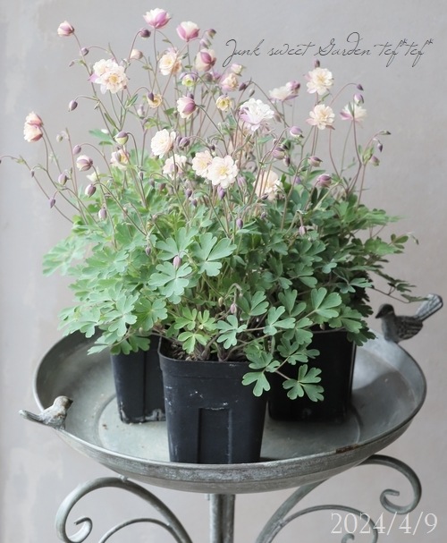 ��LUXURY SELECTION��tef*tef*���ꥸ�ʥ롪Ȭ�ź餭�����ޥ����إ��饷���륻�ԥ��� 2ǯʪ���