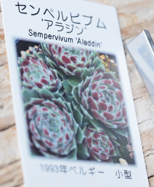 多肉植物】センペルビウム『アラジン』 | Leaf Species,多肉植物