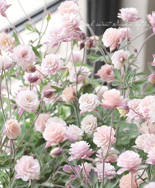 ��LUXURY SELECTION��tef*tef*���ꥸ�ʥ롪Ȭ�ź餭�����ޥ����إ��饷���륻�ԥ��� 2ǯʪ���