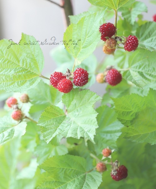 ڲڱࡦ̼ Ķ粦ȥ饺٥꡼ إåɥɥ꡼١Ω