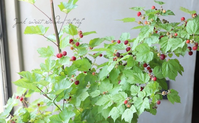 ڲڱࡦ̼ Ķ粦ȥ饺٥꡼ إåɥɥ꡼١Ω