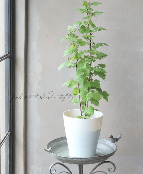 ڲڱࡦ̼ Ķ粦ȥ饺٥꡼ إåɥɥ꡼١Ω