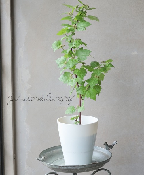 ڲڱࡦ̼ Ķ粦ȥ饺٥꡼ إåɥɥ꡼١Ω