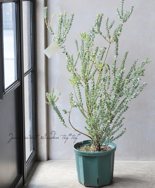 サンカクバアカシア』 最優良株！ | すべての商品 | | Junk sweet