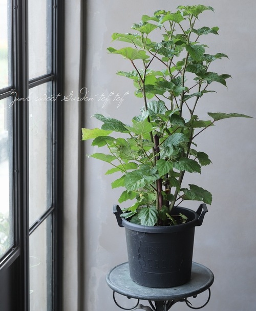 ڲڱࡦ̼ Ķ粦ȥ饺٥꡼ إåɥɥ꡼١Ω