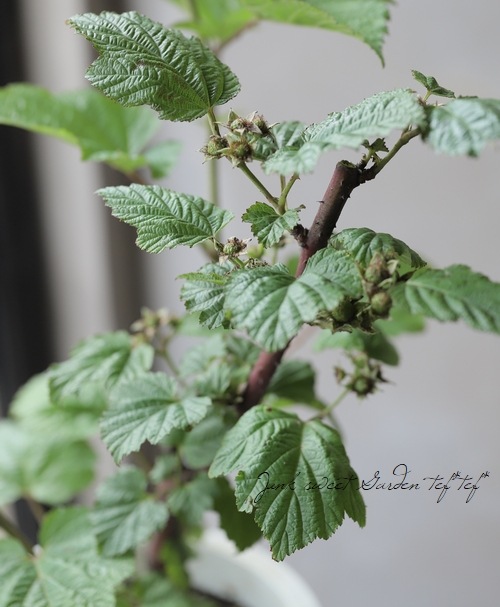 ڲڱࡦ̼ Ķ粦ȥ饺٥꡼ إåɥɥ꡼١Ω