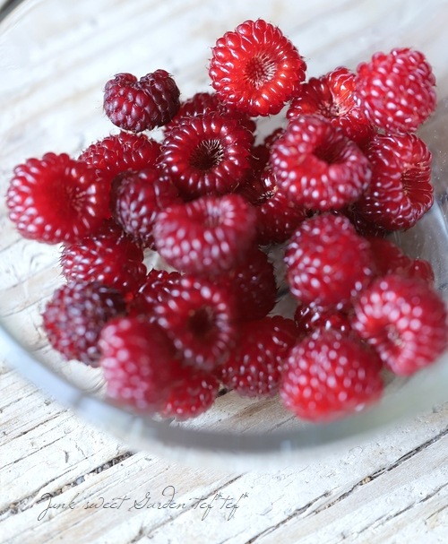 ڲڱࡦ̼ Ķ粦ȥ饺٥꡼ إåɥɥ꡼١Ω