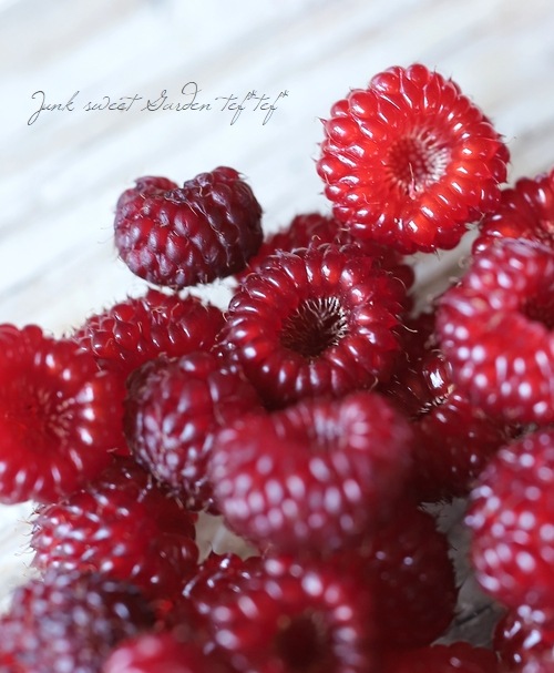 ڲڱࡦ̼ Ķ粦ȥ饺٥꡼ إåɥɥ꡼١Ω