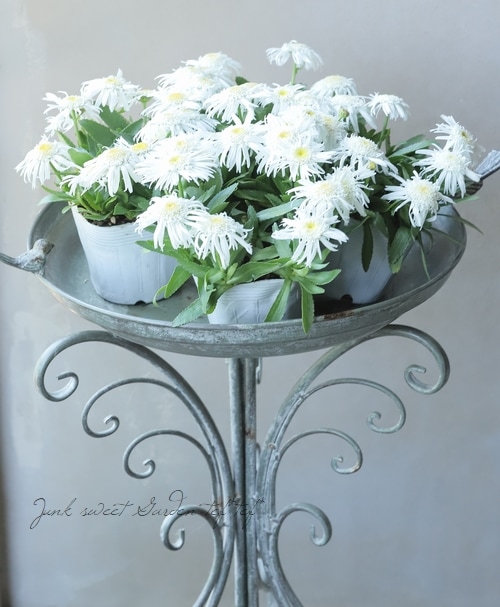 レウカンセマム 『ダブルエンジェルデージー』 (シャスターデイジー