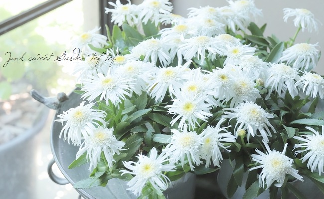 レウカンセマム 『ダブルエンジェルデージー』 (シャスターデイジー