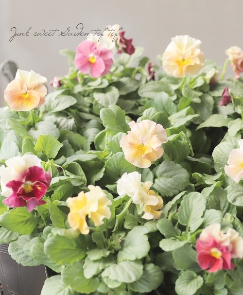 ����臘�������ꥸ�ʥ�ӥ��顡�ػ���ʼ�١�2024 No.114