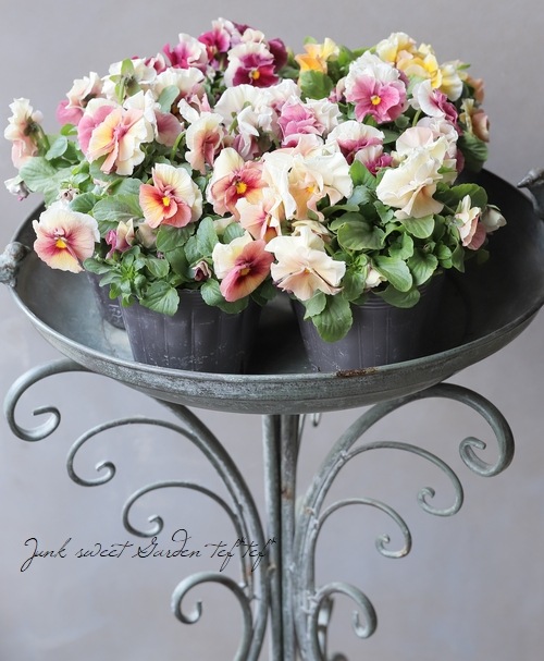 ����臘�������ꥸ�ʥ�ӥ��顡�ػ���ʼ�١�2024 No.114