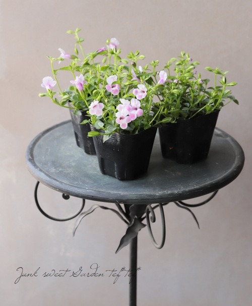 �ȥ�˥��������꡼�ʡ��إԥ󥯥�С���