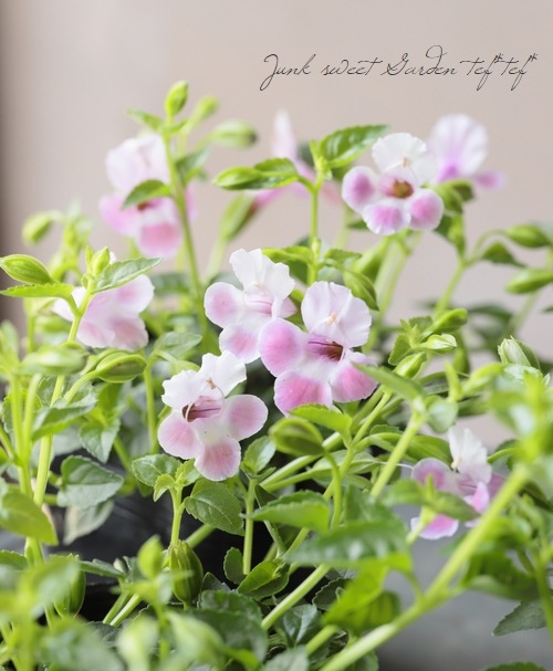 �ȥ�˥��������꡼�ʡ��إԥ󥯥�С���