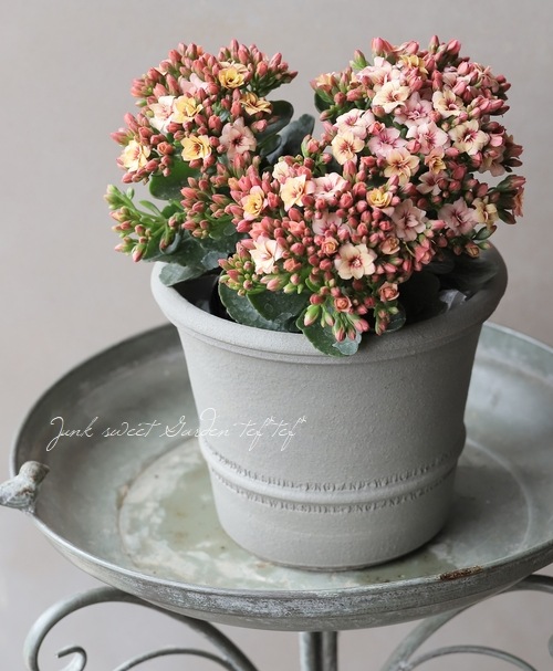 カランコエ 『タイガーマジェスティック』【B】 | すべての商品