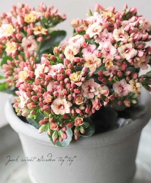 カランコエ 『タイガーマジェスティック』【B】 | すべての商品