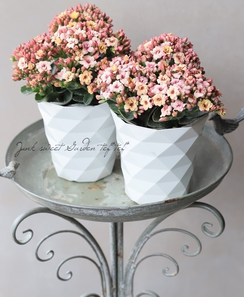 カランコエ 『タイガーマジェスティック』【B】 | すべての商品