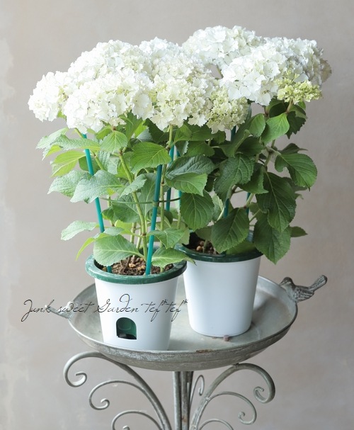 レア フランスアンティーク Gien Hortensia アジサイ 紫陽花