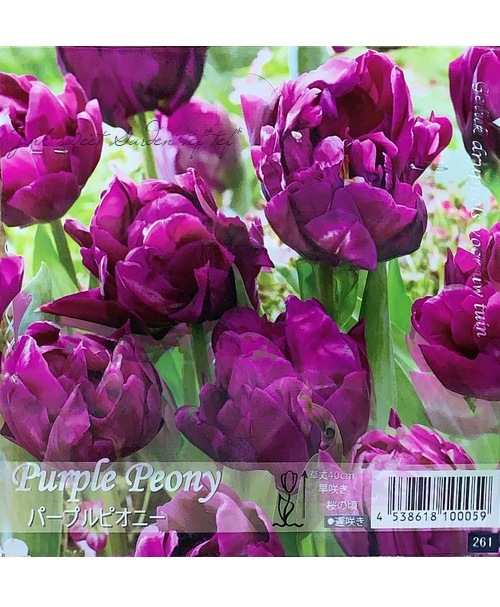 八重咲きチューリップ 『パープルピオニー』 球根5球 | すべての商品