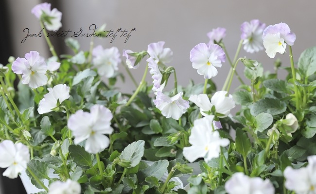 おがたけいこ　　フランチェスカの白い庭 フランチェスカの白い庭 (ヒット・コミックス)(おがたけいこ) / 古本