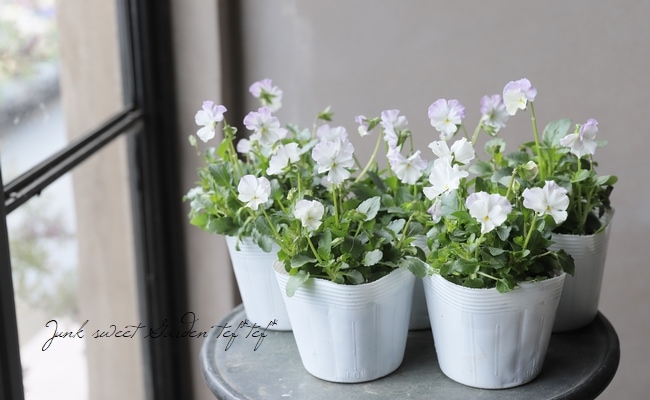 ◇落合けいこさん育種ビオラ 『ホワイトバタフライ』 | すべての商品