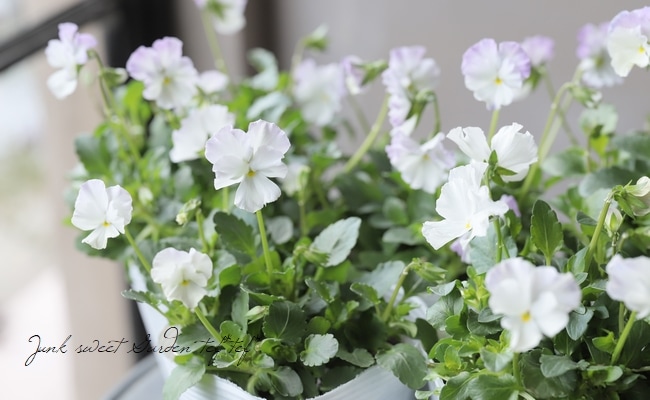 ◇落合けいこさん育種ビオラ 『ホワイトバタフライ』 | すべての商品