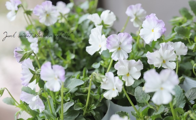 ◇落合けいこさん育種ビオラ 『ホワイトバタフライ』 | すべての商品