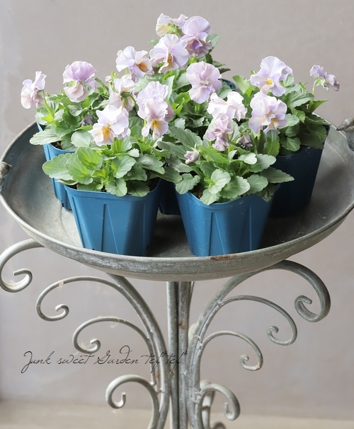 ○佐藤さん育種ビオラ・プチトリアノン 『ローランサングレー』2025