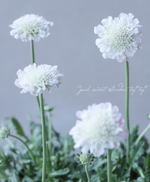 �����ӥ���������Ȥ��ɤ�����