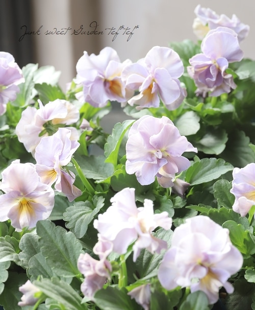 ○佐藤さん育種ビオラ・プチトリアノン 『ローランサングレー』2025