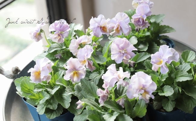 ○佐藤さん育種ビオラ・プチトリアノン 『ローランサングレー』2025