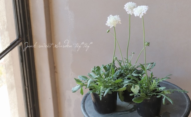 �����ӥ���������Ȥ��ɤ�����