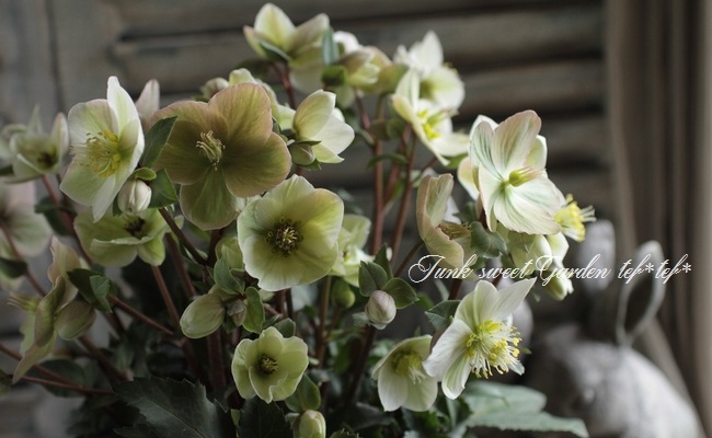 クリスマスローズ 『シューティングスター』7号特大鉢 | すべての商品