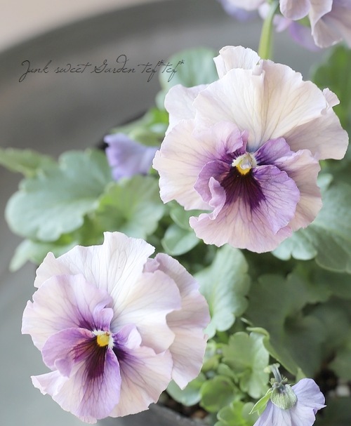 ね*し様 最終値下げ！ビオラ　チェコ1980年製Antonio Frosli ラ ◇【Cut them into small pieces and let them bloom big!】How to