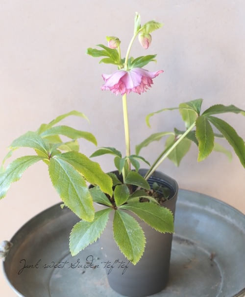 下原園芸・クリスマスローズ 『超多弁ダブル』 2026【No.23】 | 花苗