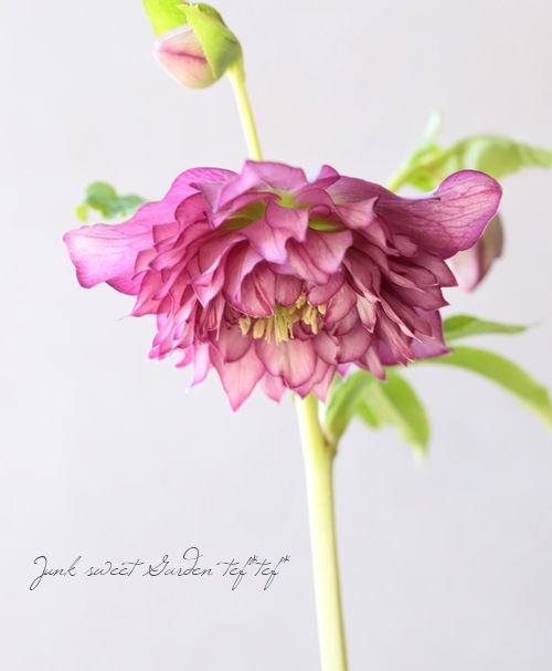 下原園芸・クリスマスローズ 『超多弁ダブル』 2026【No.23】 | 花苗