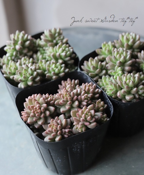 ¿ʪ إۥ磻ȥȡ󥯥׷١°