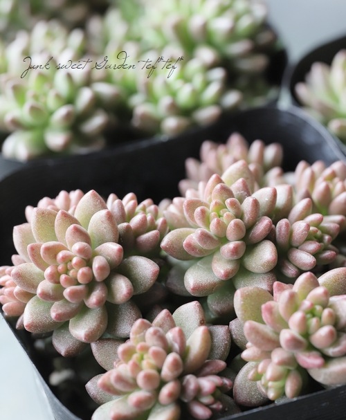 ¿ʪ إۥ磻ȥȡ󥯥׷١°