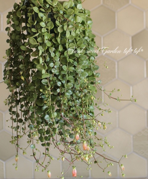 カランコエ ユニフローラ Qween社 フィフィ トレリス仕立て Flower Species カランコエ Junk Sweet Garden Tef Tef