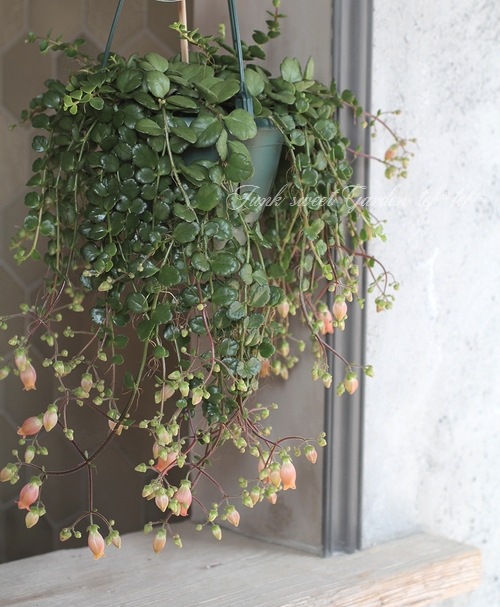 カランコエ ユニフローラ Qween社 フィフィ トレリス仕立て Flower Species カランコエ Junk Sweet Garden Tef Tef